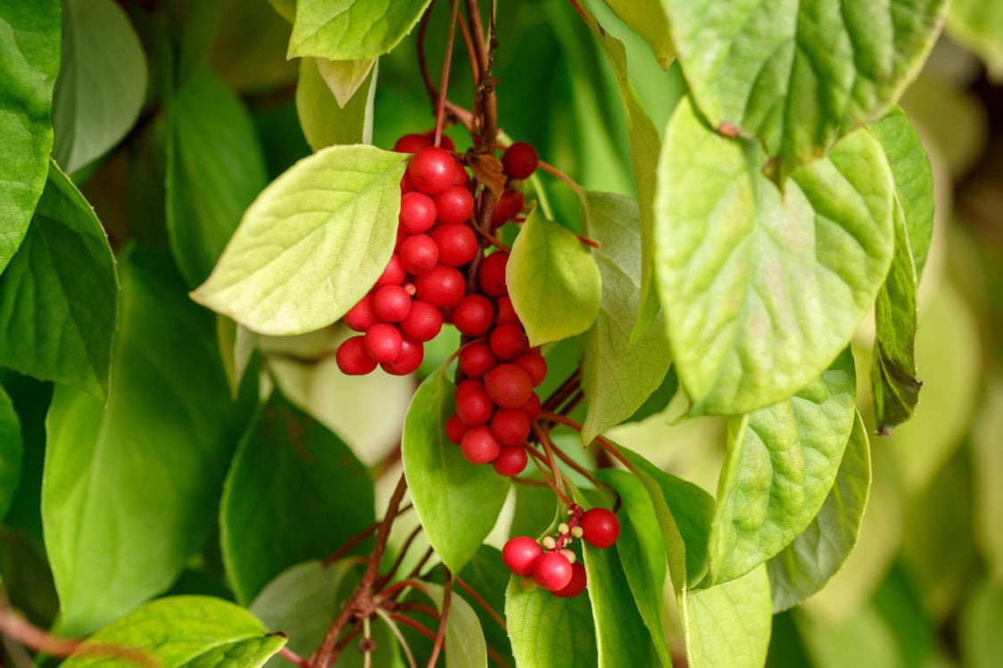 What are the effects of schisandra?