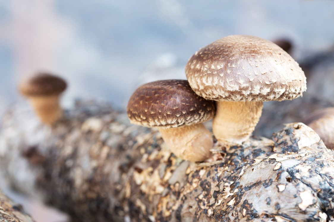 Shiitake - "elixir of life" with a high content of vitamin B