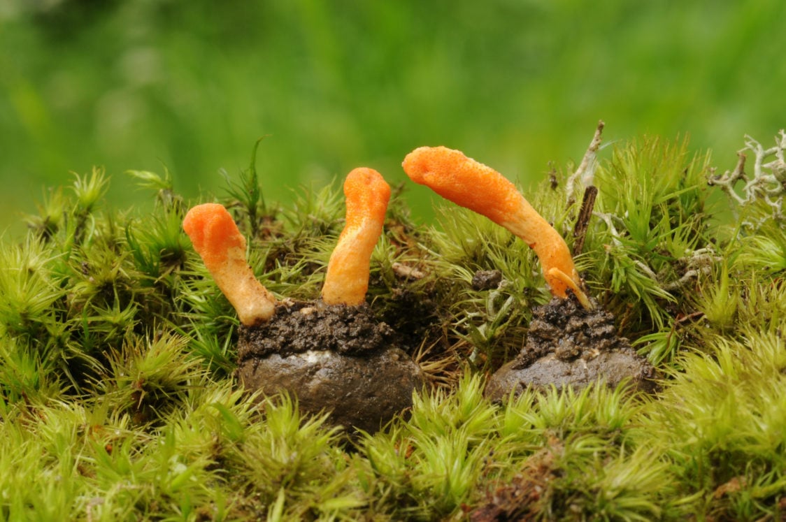 Kordyceps – huba v tvare húsenice, ktorá môže mať protizápalové a analgetické účinky