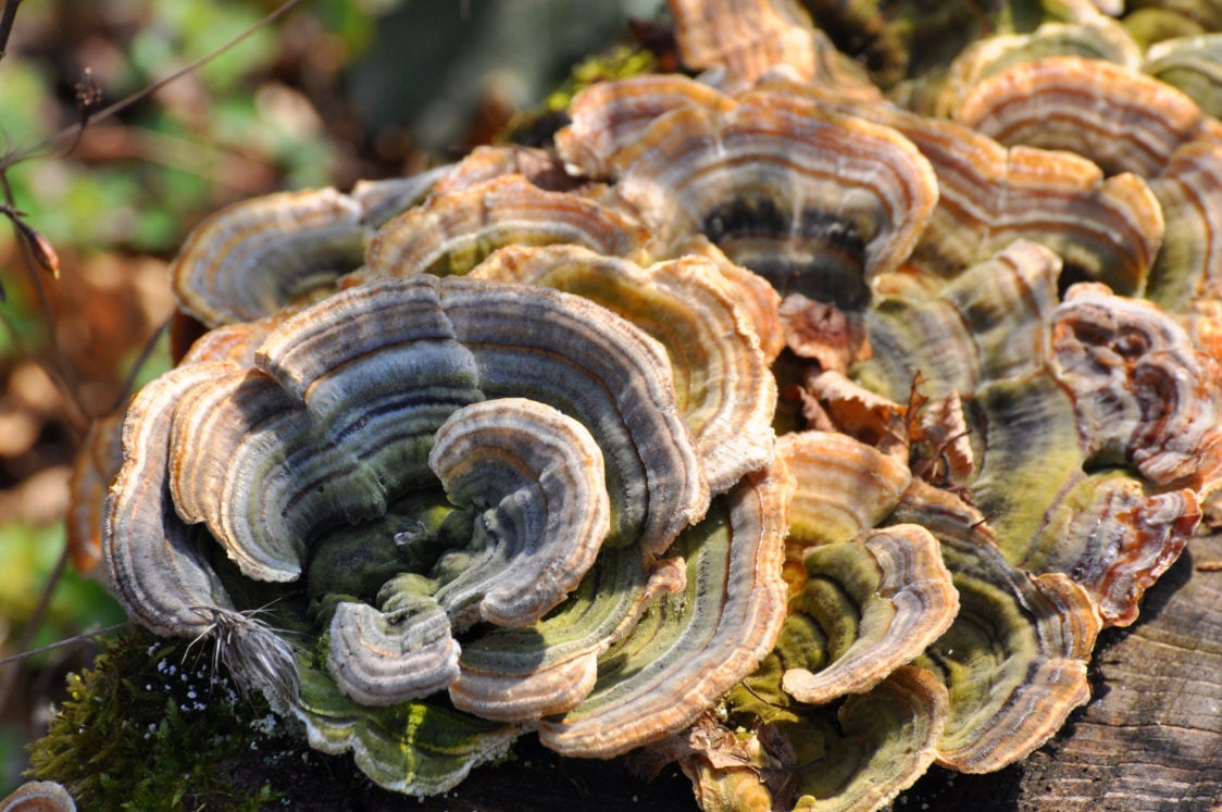 Turkey tail - a shiny fungus that can improve immune function