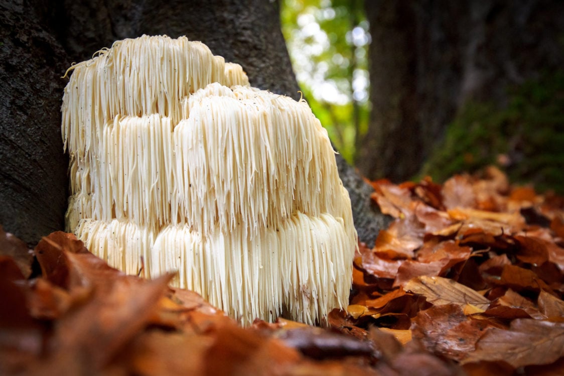 Hericium erinaceus - looks like a lion's mane and is popular due to its nootropic properties