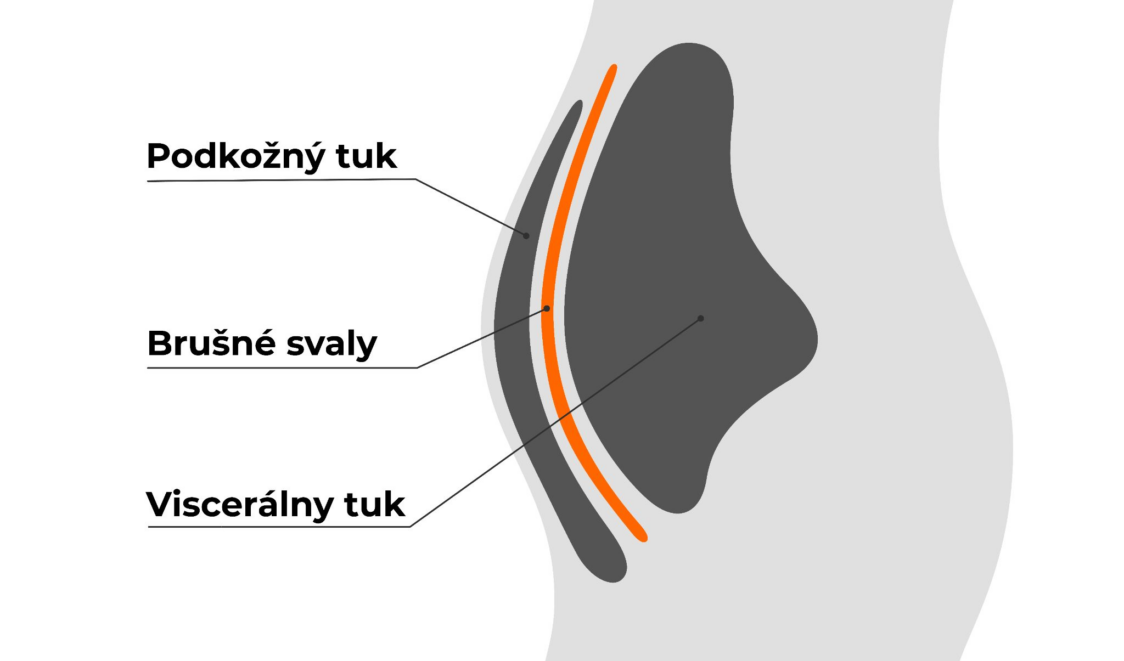 podkožní a viscerální tuk