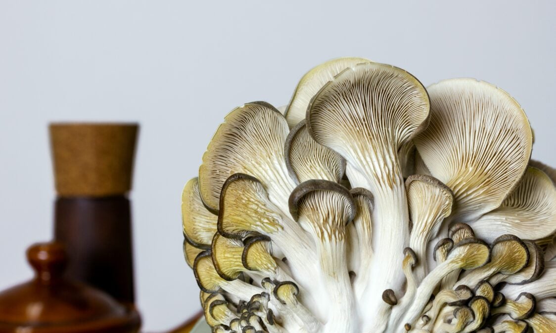 What beneficial substances do oyster mushrooms contain?