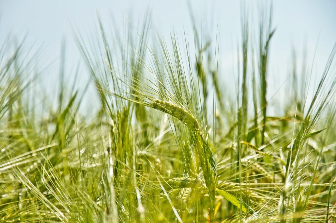 What can you prepare with green barley and how can you incorporate it into your diet?