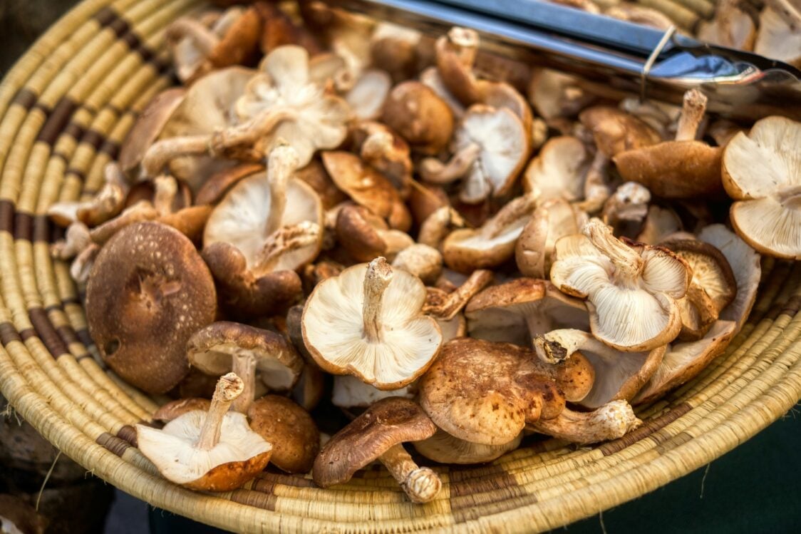What beneficial substances does shiitake contain?