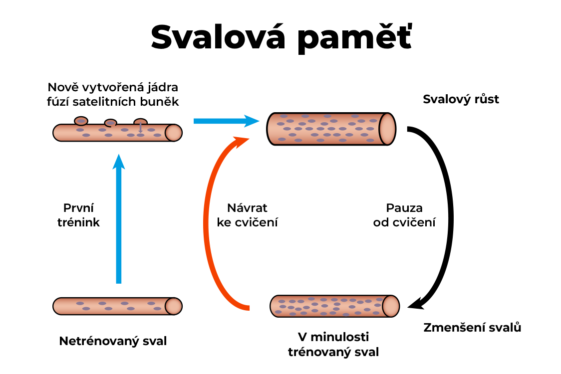Svalová paměť