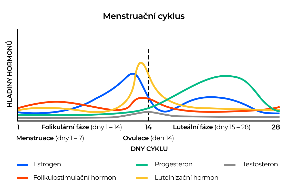 Jak vypadá přirozený měsíční cyklus?